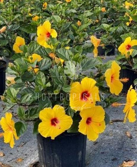hibiscus house plant yellow leaves Hibiscus Sunny Yellow Bush Premium – ShopTropicals