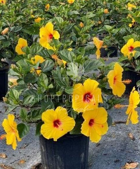 14" / 7 Gl Hibiscus Sunny Yellow Bush Premium