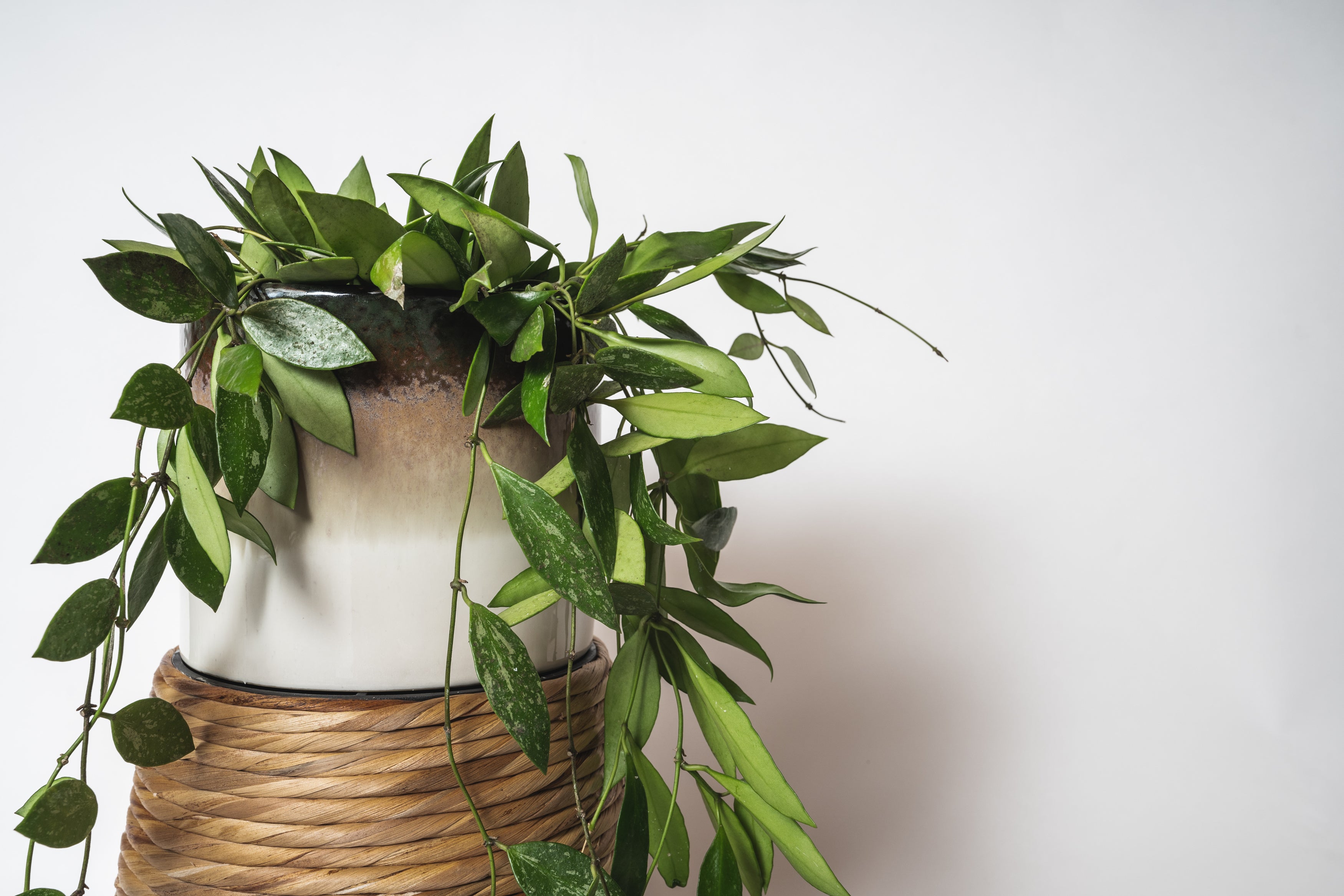 Hoya Assorted – ShopTropicals