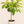 Load image into Gallery viewer, Ficus Altissima Variegated Standard
