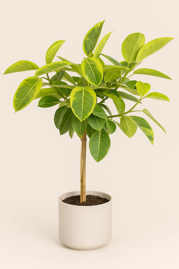 Ficus Altissima Variegated Standard
