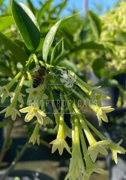Jasmine Night Blooming  ShopTropicals