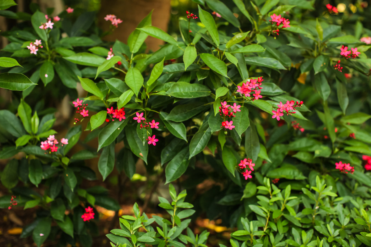 Jatropha Red / Blooms – ShopTropicals