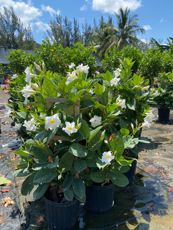 mandevilla plant on trellis Mandevilla Vine White On A Trellis – ShopTropicals