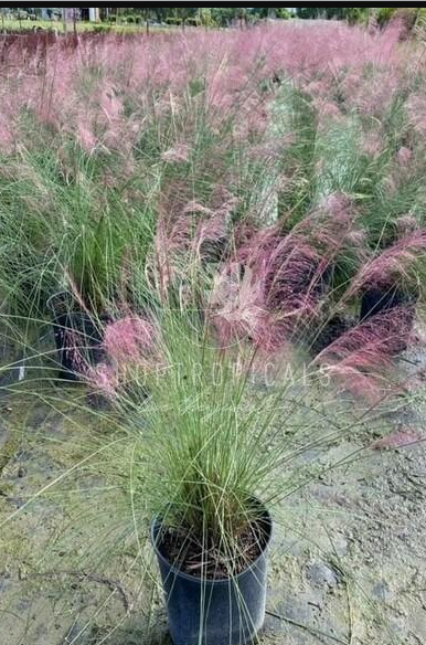 10" / 3 Gl Muhly Grass Pink