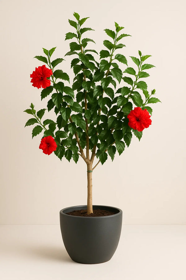Hibiscus Carnation Tree