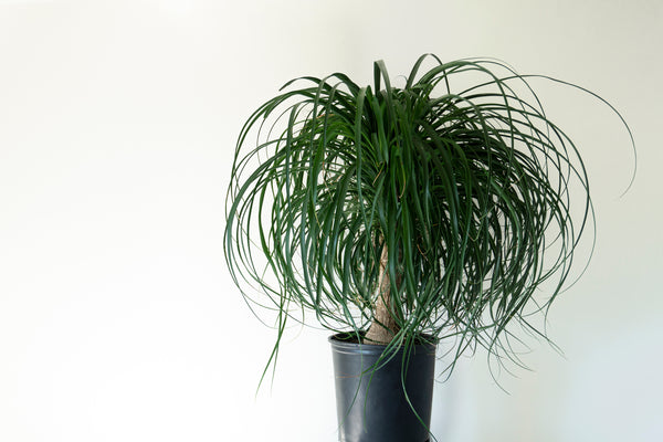 mature ponytail palm Palm Beaucarnea Ponytail Stump – ShopTropicals