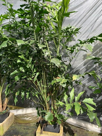 fishtail palm indoor plant Palm Caryota Fishtail – ShopTropicals