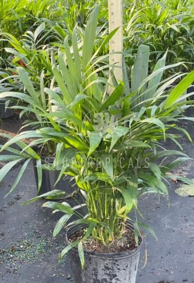 Palm Chamaedorea Cataractarum – ShopTropicals