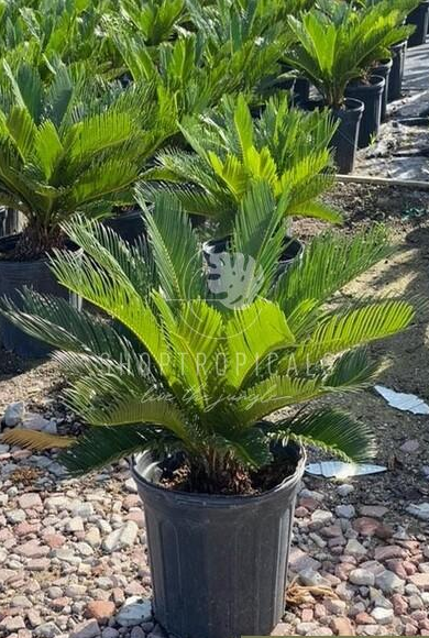plants similar to sago palm Palm Cycas King Sago – ShopTropicals