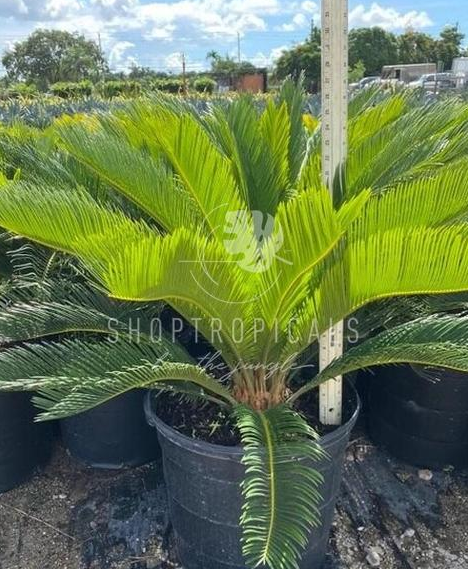 14" / 7 Gl Palm Cycas King Sago