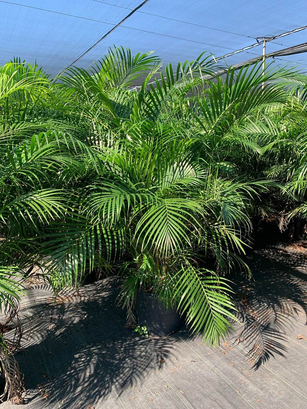 14" /7 Gl Palm Dypsis Areca