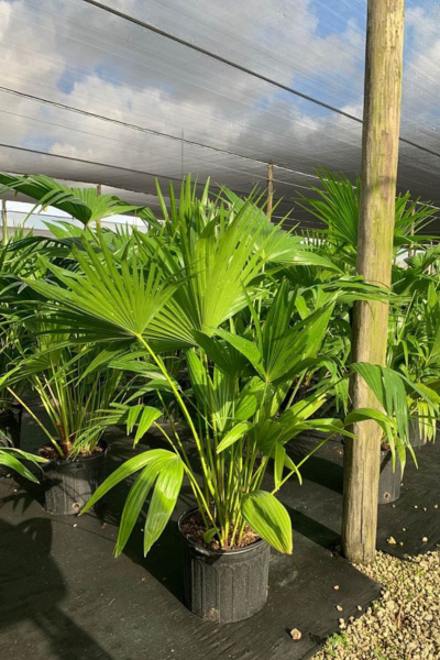 Palm Livistona Chinese Fan Multi  ShopTropicals