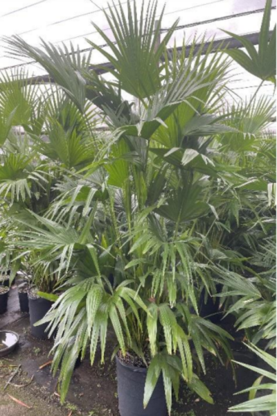 fan indoor plants Livistona Chinese Fan Multi – ShopTropicals