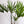 Load image into Gallery viewer, Palm Rhapis Excelsa
