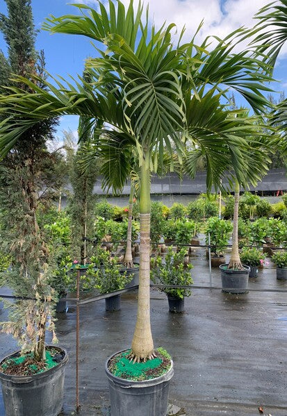 christmas palm plant Palm Veitchia Adonidia Single – ShopTropicals