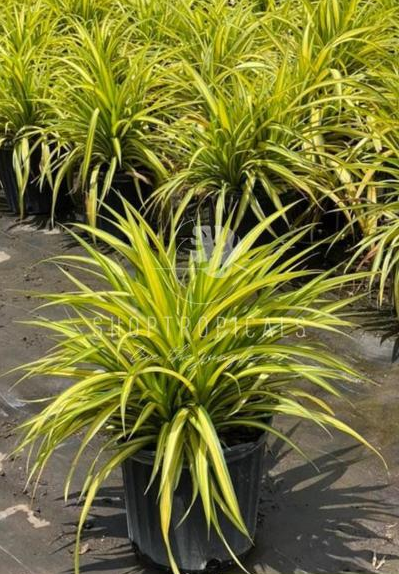Pandanus Variegated – ShopTropicals