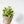 Load image into Gallery viewer, Peperomia
