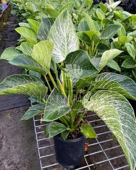 Philodendron Birkin  ShopTropicals