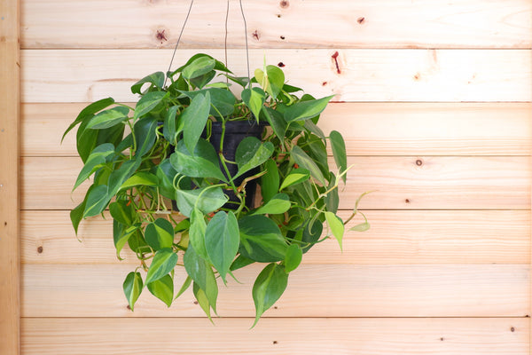 10" Philodendron Brasil In a Hanging Basket