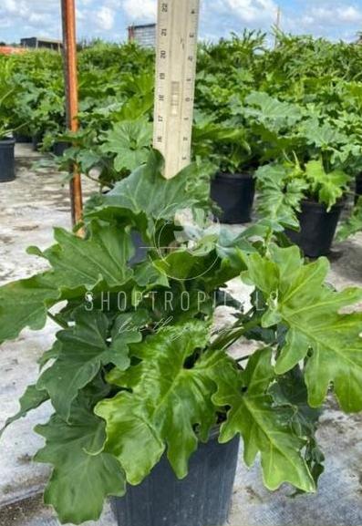 how to trip a philodendron selloum Philodendron Selloum / Sun – ShopTropicals