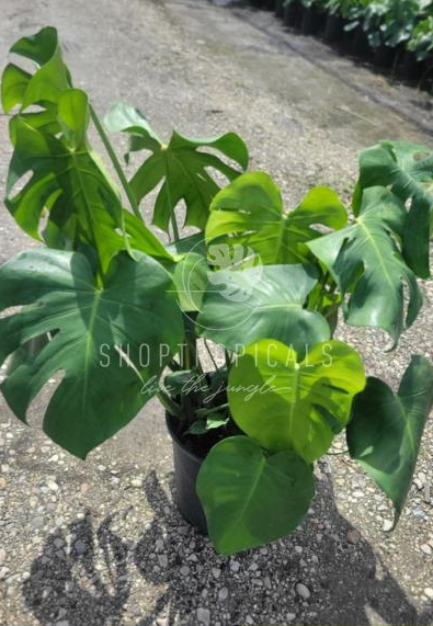buying a monstera deliciosa philodendron Philodendron Monstera Deliciosa – ShopTropicals
