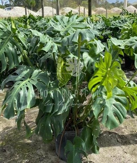 philodendron or monstera deliciosa Philodendron Monstera Deliciosa – ShopTropicals