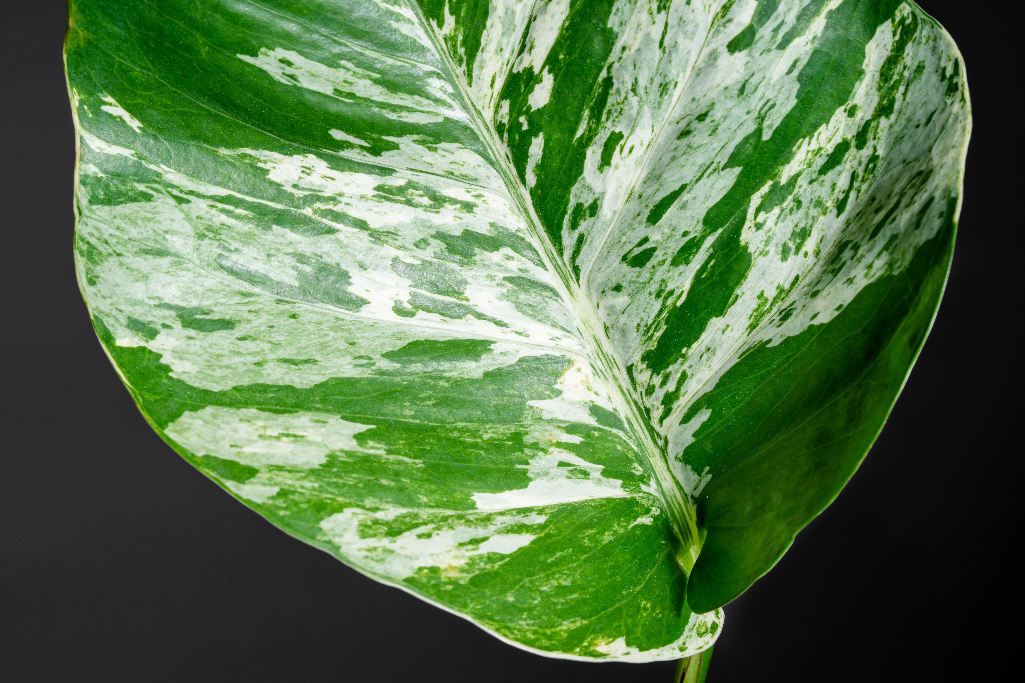 camo pothos Pothos Camouflage – ShopTropicals