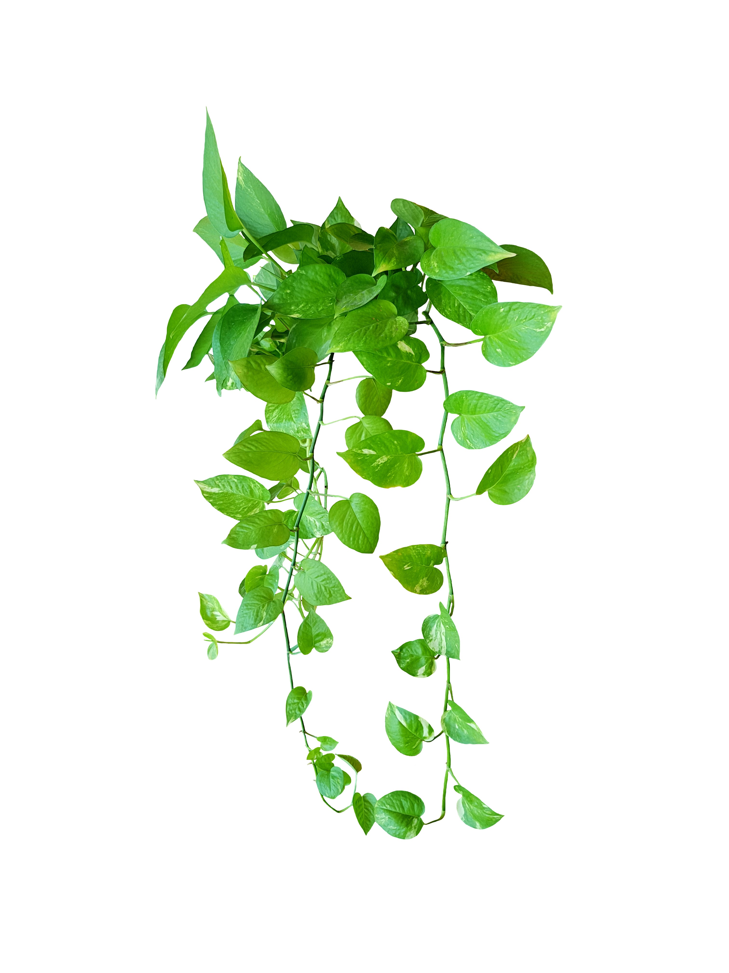 Pothos Jade – ShopTropicals