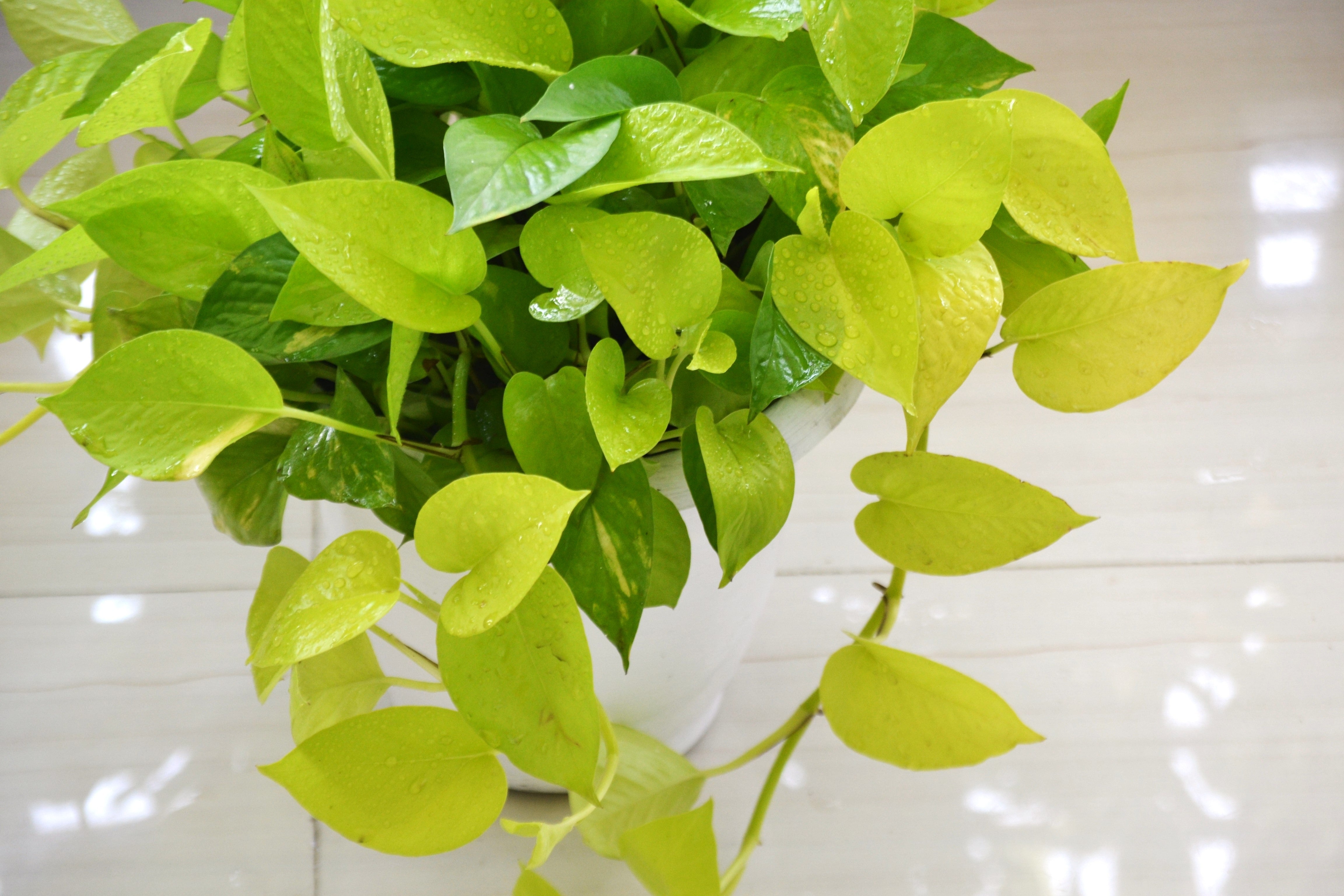 neon pothos hanging plant Pothos Neon In A Hanging Basket – ShopTropicals