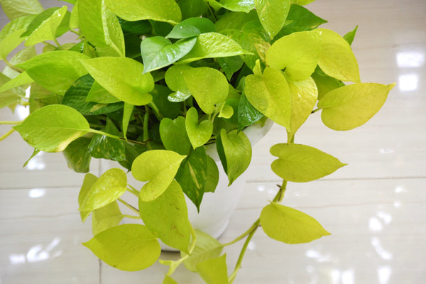 10" Pothos Neon In A Hanging Basket