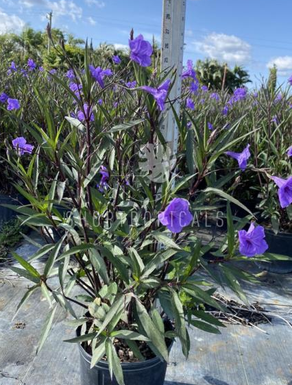 10" / 3 Gl Ruellia Purple Shower / Blooming