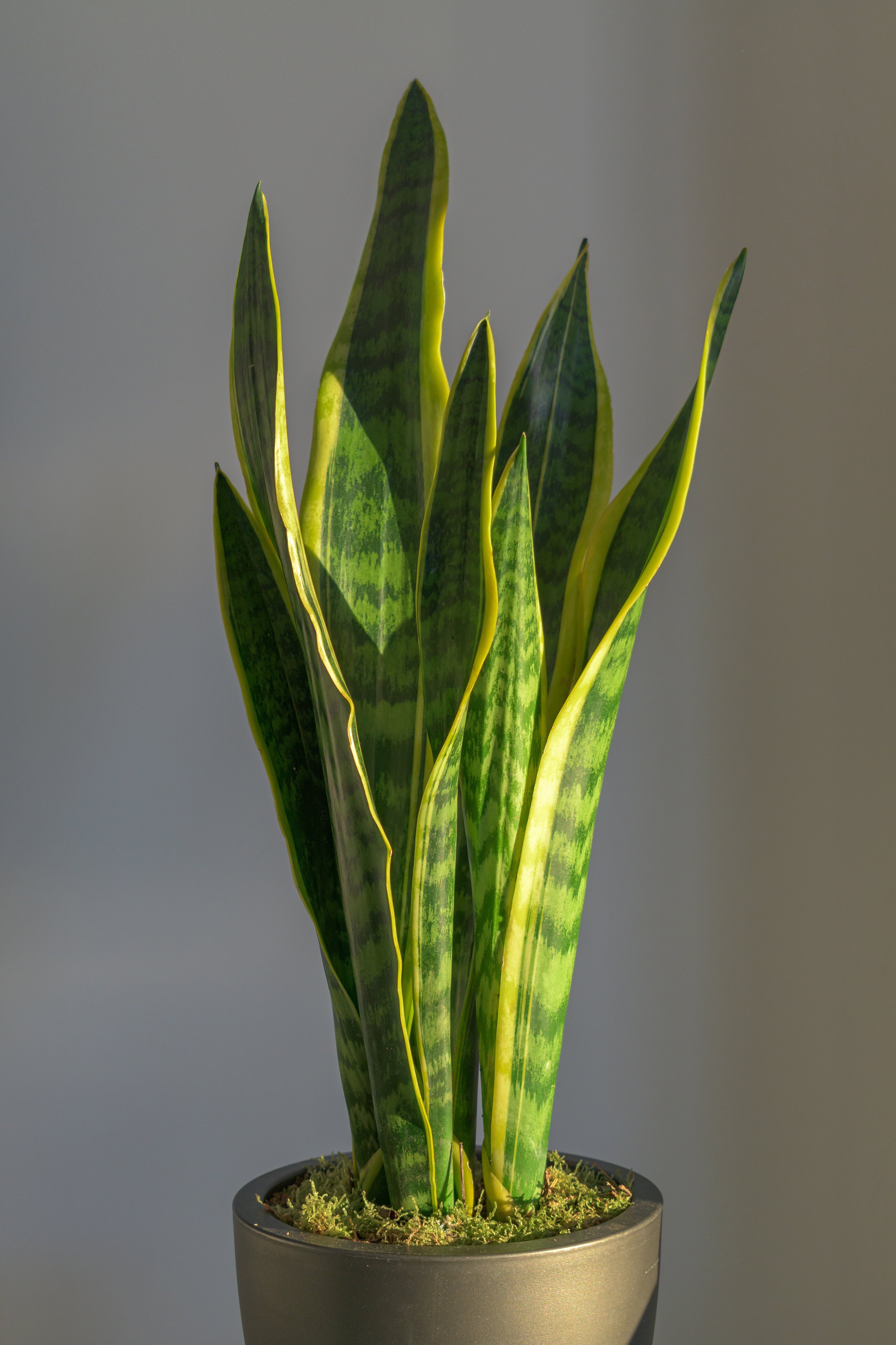 sansevieria laurentii Sansevieria Laurentii – ShopTropicals