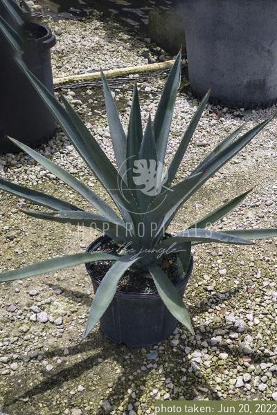 Agave Blue Tequilana- Actual Tequila Plant – ShopTropicals