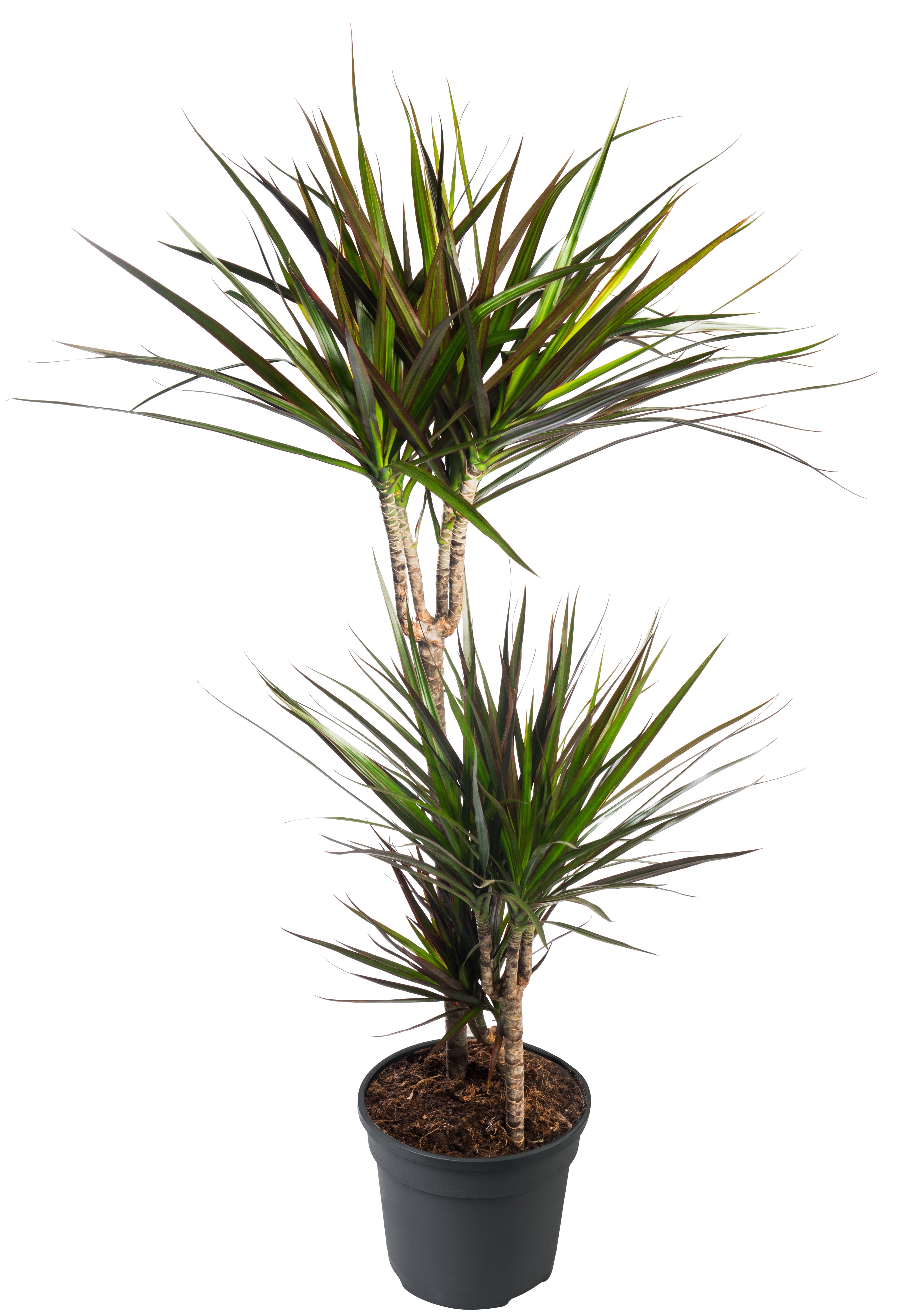 dracaena braid plant Dracaena Marginata Open Wave Braid – ShopTropicals