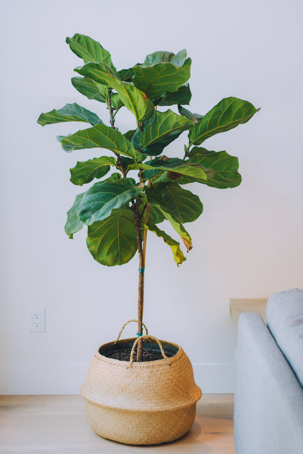 10" Ficus Lyrata Standard