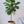 Load image into Gallery viewer, Fiddle Leaf Fig Tree

