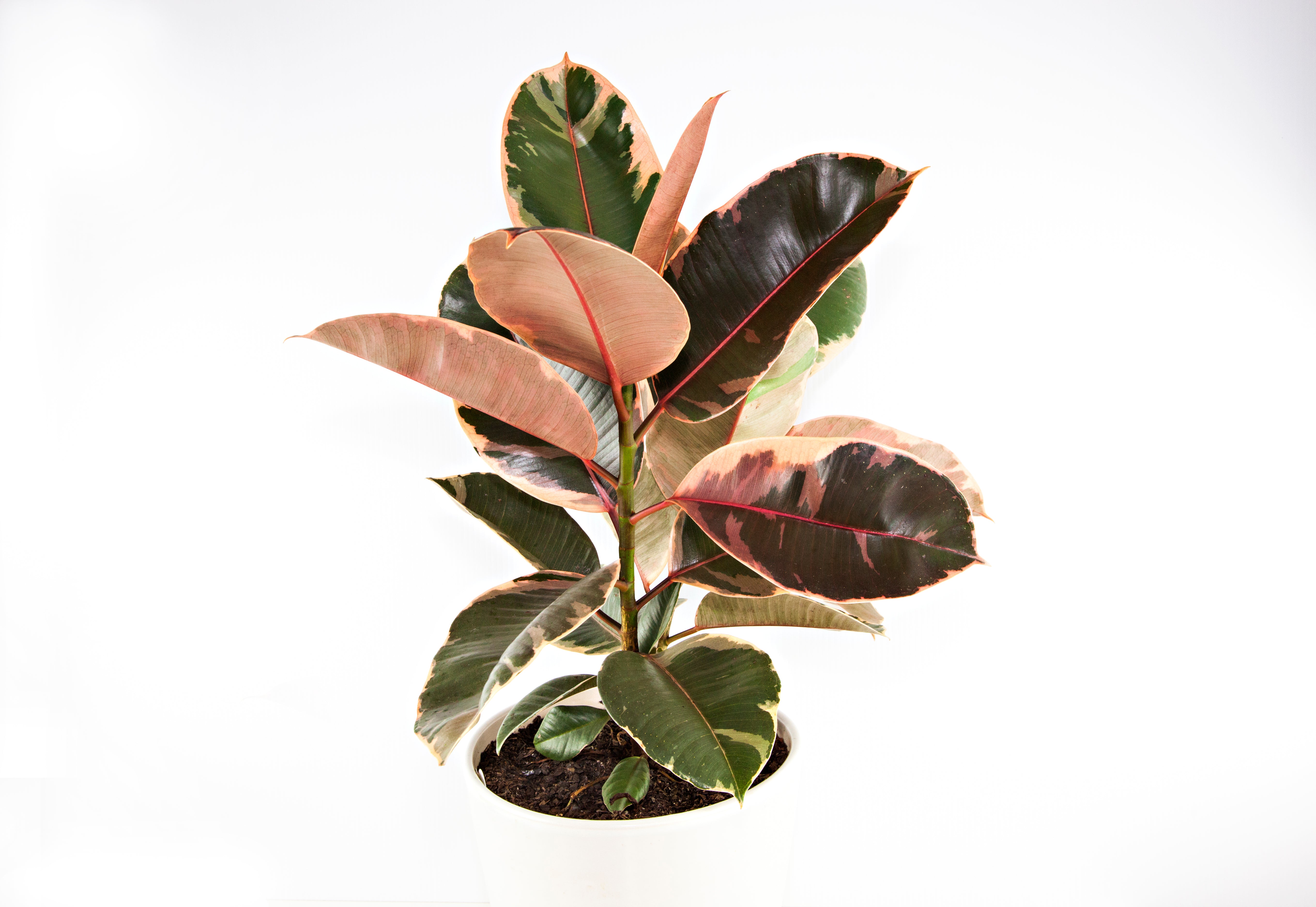 10 Inch Ficus Ruby Ficus Ruby Standard – ShopTropicals