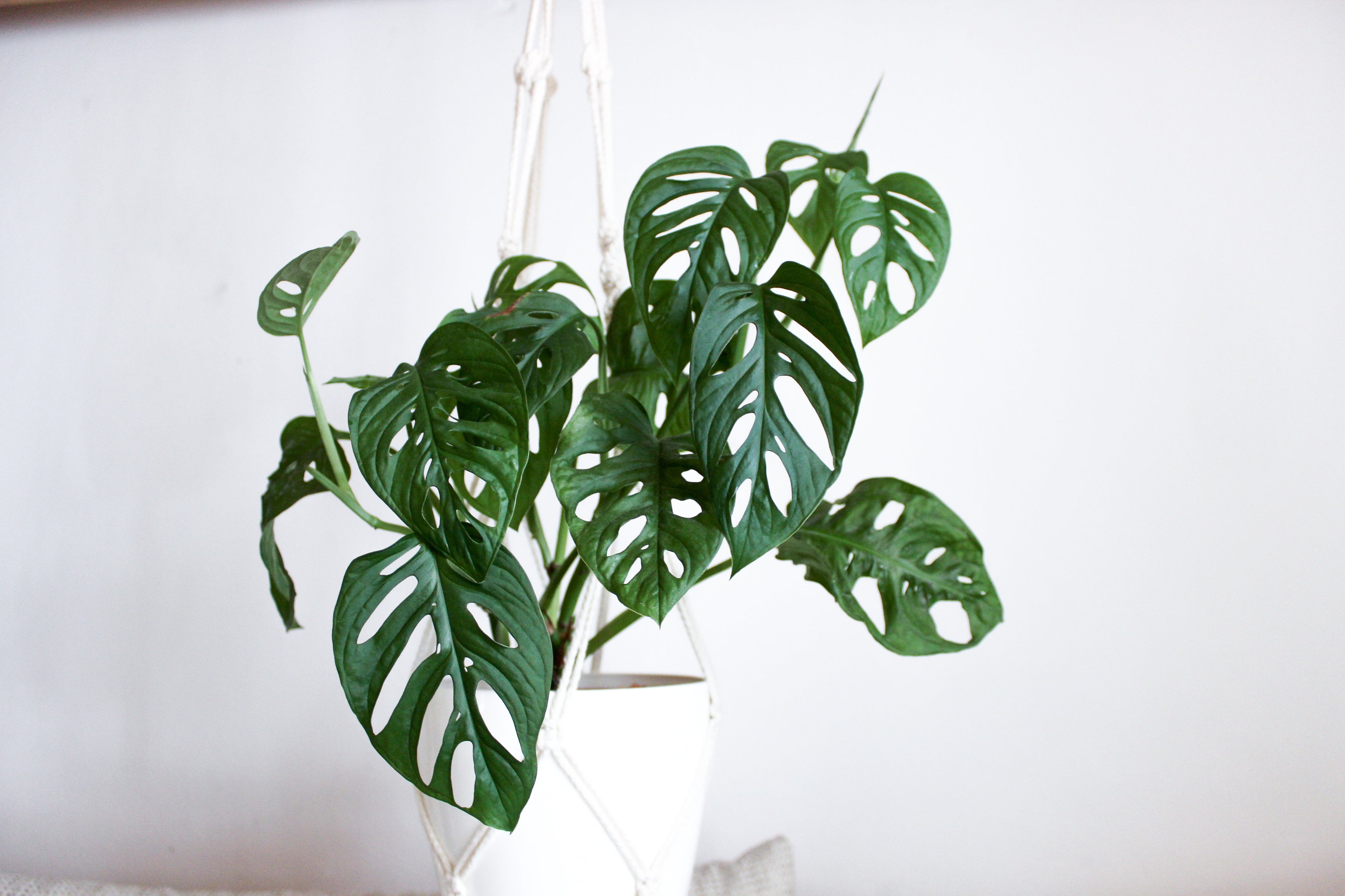 Monstera Swiss Cheese – ShopTropicals