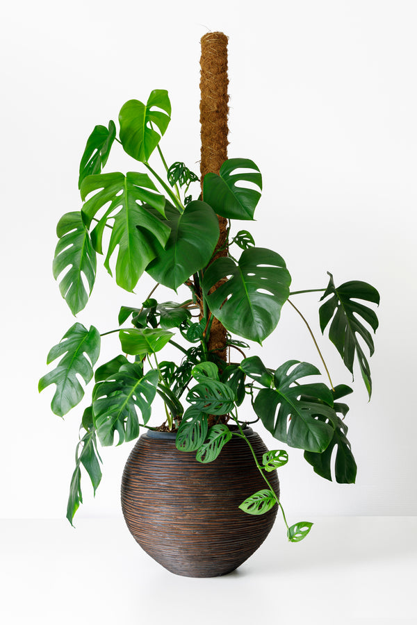 monstera deliciosa adansonii tree Monstera Swiss Cheese Adansonii Big leaf Totem – ShopTropicals