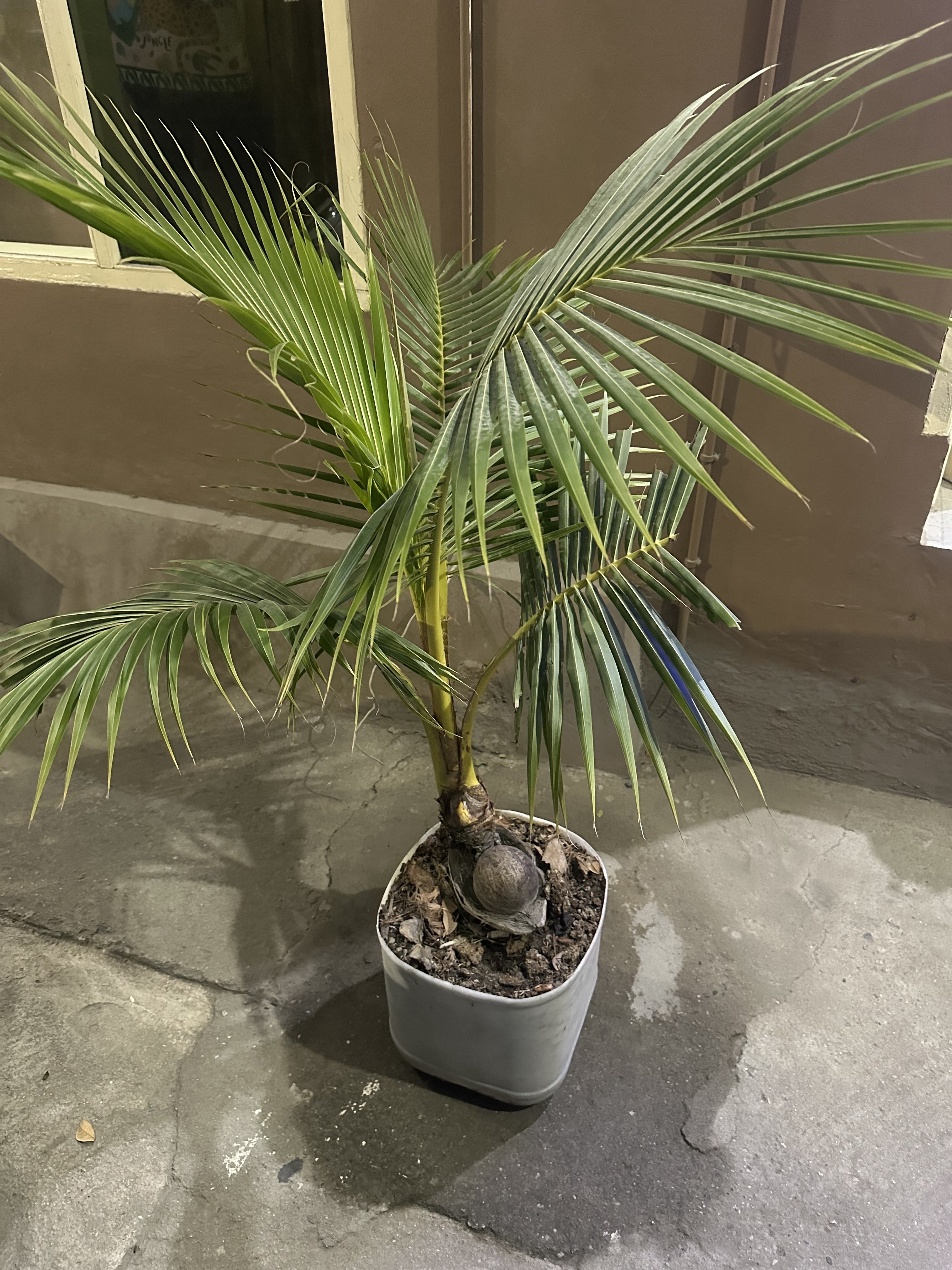 Palm Cocos Nucifera Coconut – ShopTropicals
