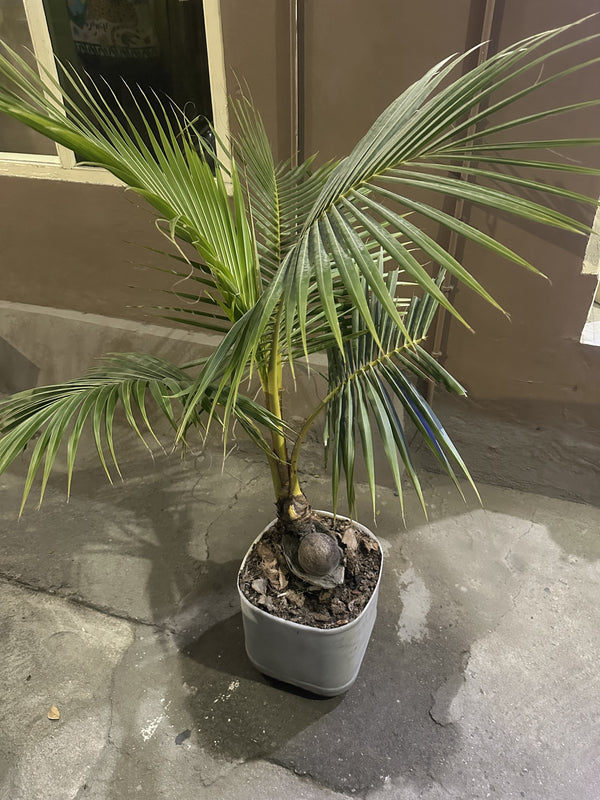 14" Palm Cocos Nucifera Coconut