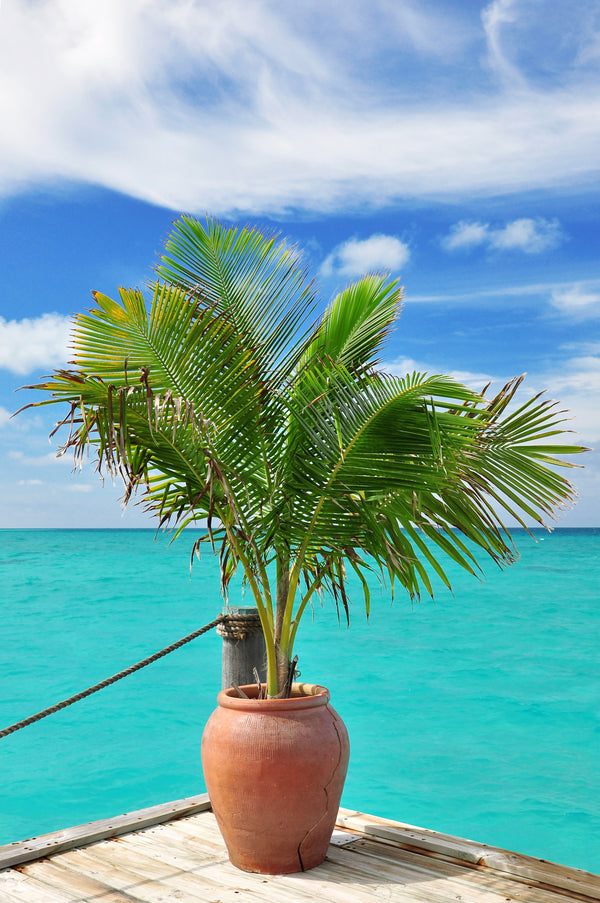 17" Palm Cocos Nucifera Coconut