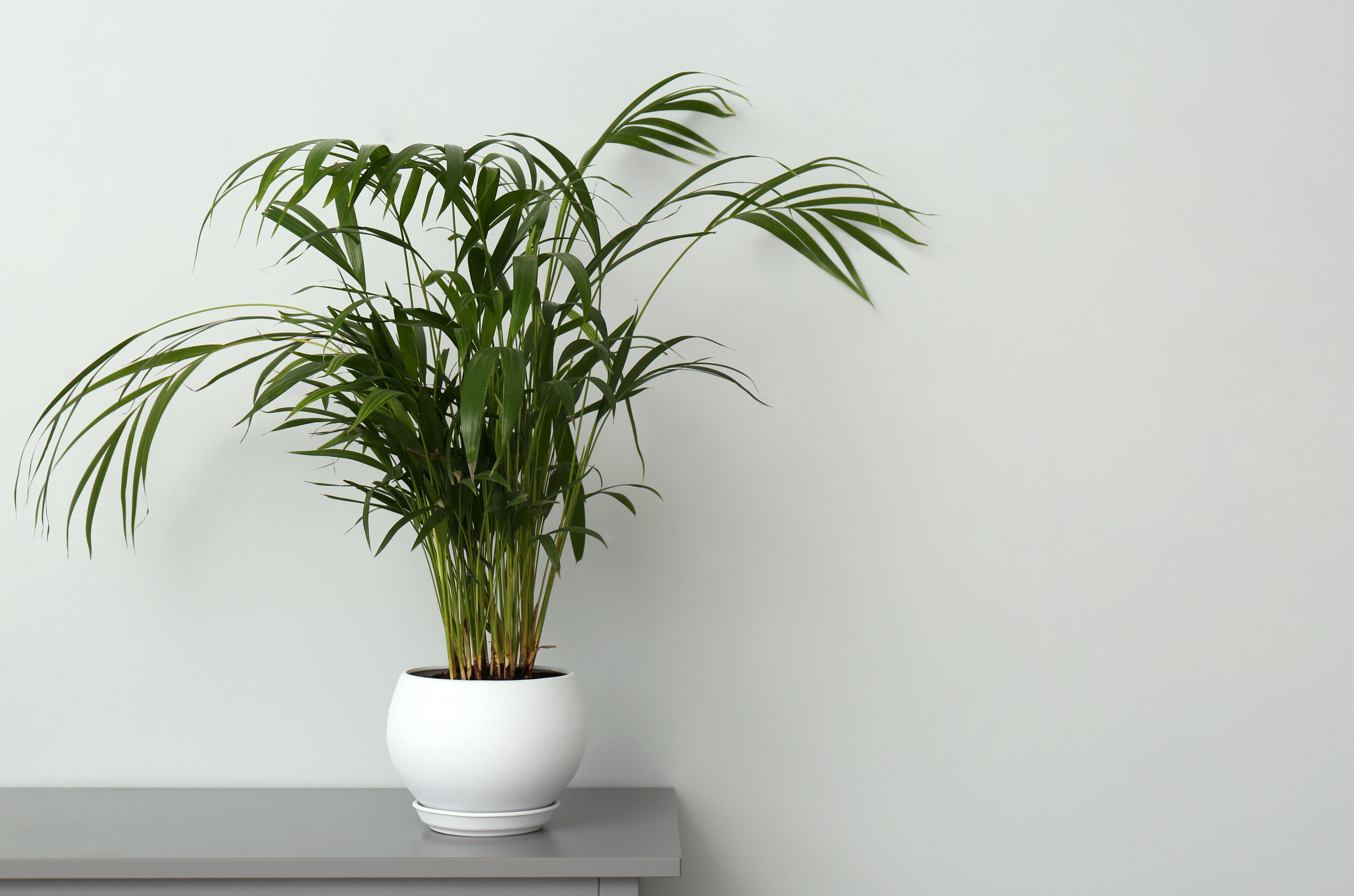 Palm Dypsis Areca – ShopTropicals