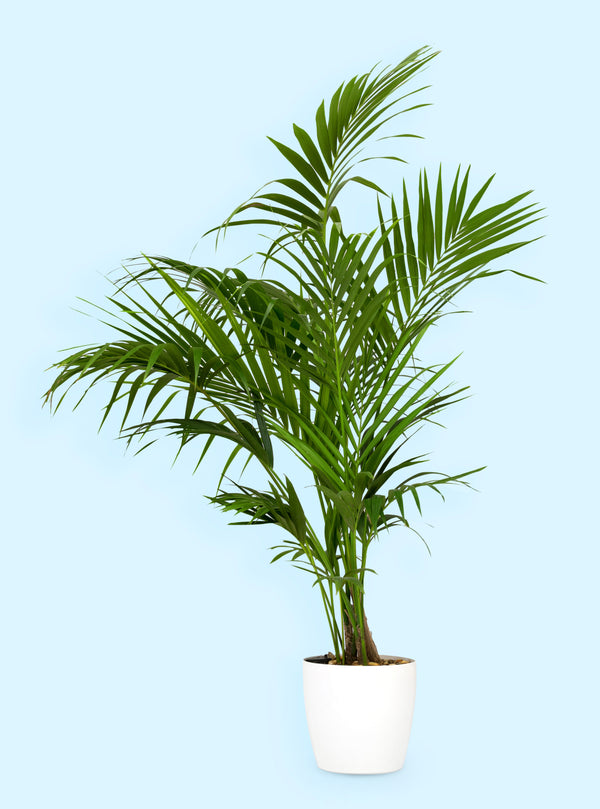 decorative palm plants Palm Howea Kentia – ShopTropicals