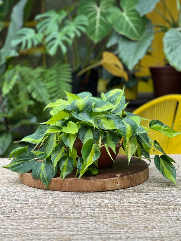 philodendron brasil near me Philodendron Brasil – ShopTropicals