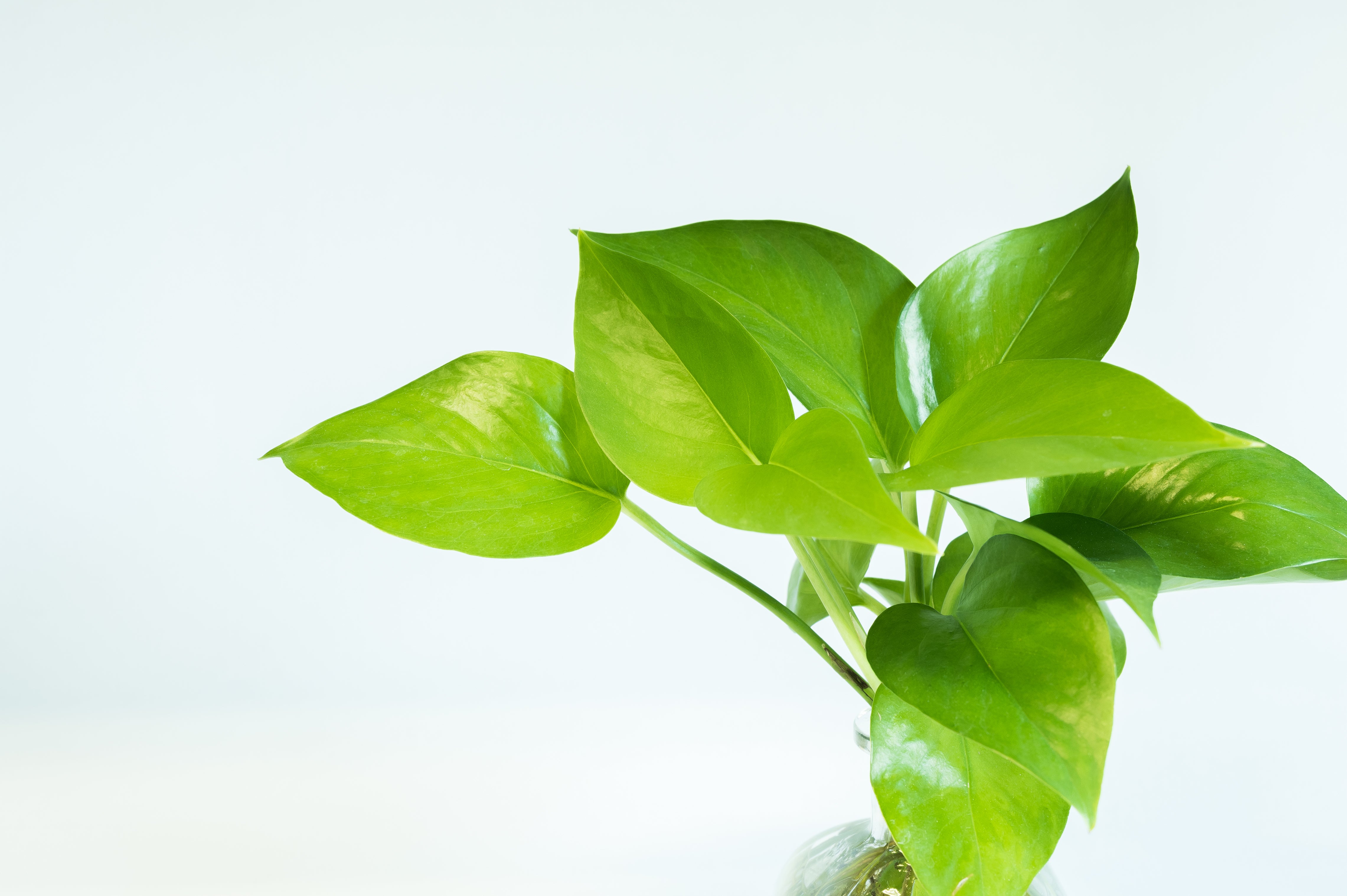 pothos golden hanging basket Pothos Golden- Hawaiian Hanging Basket – ShopTropicals