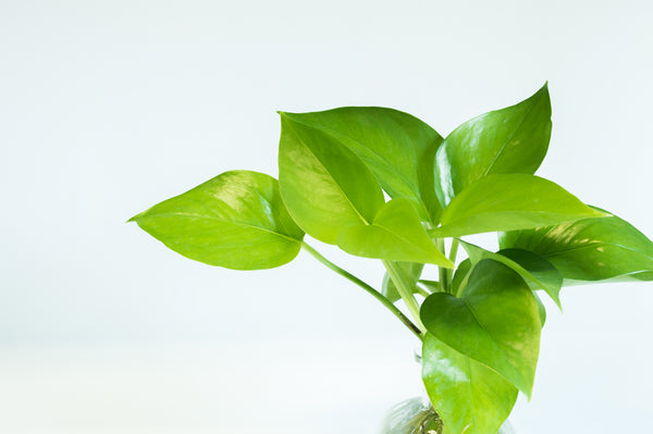 tropical hanging pothos Pothos Golden- Hawaiian Hanging Basket – ShopTropicals