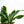 Load image into Gallery viewer, Sansevieria Futura Superba
