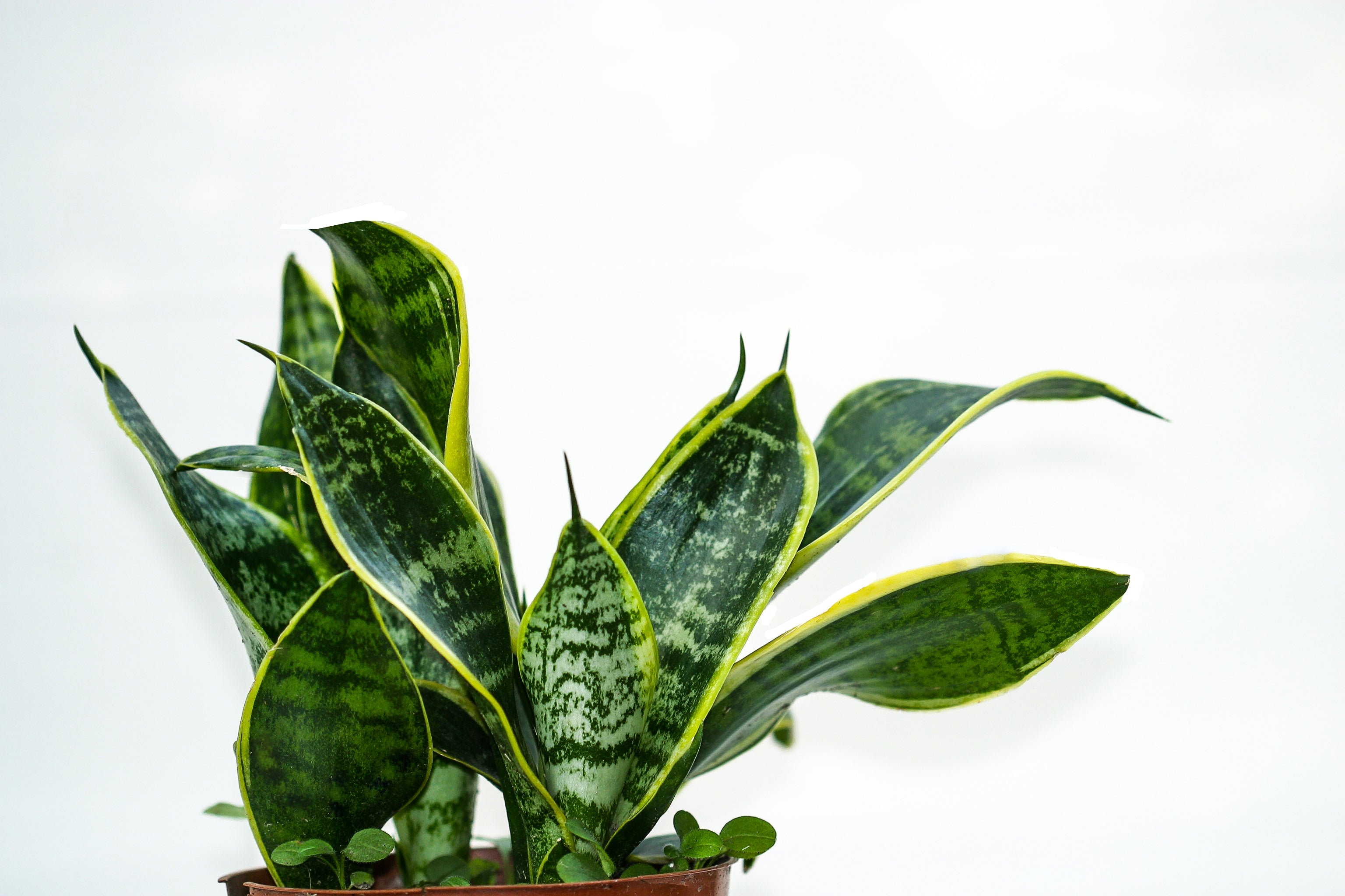 sansevieria futura superba Sansevieria Futura Superba – ShopTropicals